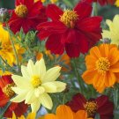 25 COSMOS Sulphureus Brightness Mixed seeds---Flower seeds--Plant seeds--Gardening--Seeds--Gift