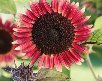 20 SUNFLOWER 'Ms. Mars' seeds---Flower seeds--Plant seeds--Gardening--Seeds--Gift