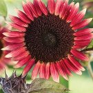 20 SUNFLOWER 'Ms. Mars' seeds---Flower seeds--Plant seeds--Gardening--Seeds--Gift