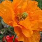 30 Papaver Rupifragum 'Orange Feathers' Seeds---Flower seeds--Plant seeds--Gardening--Seeds--Gift