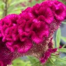 35 Cockcomb seeds (Celosia argentea cristata)-Flower seeds--Plant seeds--Gardening--Seeds--Gift