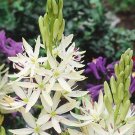 15 Camassia leichtlinii 'Alba' seeds---Flower seeds--Plant seeds--Gardening--Seeds--Gift