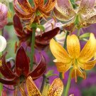 15 Mixed LILIUM MARTAGON seeds---Flower seeds--Plant seeds--Gardening--Seeds--Gift