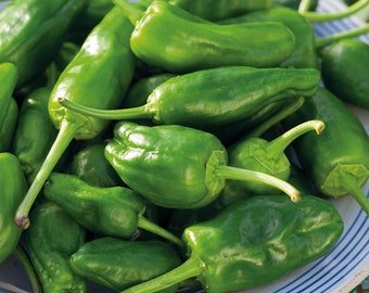 15 Padron Pepper seeds---Vegetable seed&acirc;��-plant seeds&acirc;��-seeds gift