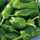 15 Padron Pepper seeds---Vegetable seed—-plant seeds—-seeds gift