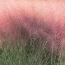 30 Muhlenbergia Capillaris Seeds---Flower seeds--Plant seeds--Gardening--Seeds--Gift