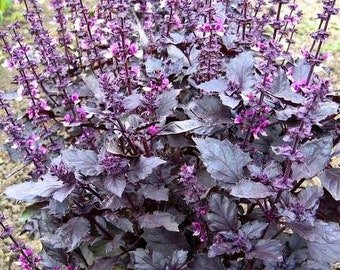 25 Basil Dark Opal seeds---Herb seeds--Plant seeds--Gardening--Seeds--Gift