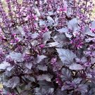 25 Basil Dark Opal seeds---Herb seeds--Plant seeds--Gardening--Seeds--Gift