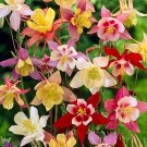 25 Aquilegia Flabellata Double Mixed Seeds---Flower seeds--Plant seeds--Gardening--Seeds--Gift