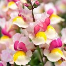 35 Linaria Maroccana Mixed Seeds---Flower seeds--Plant seeds--Gardening--Seeds--Gift