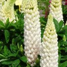 15 White Lupin 'Noble Maiden' Seeds---Flower seeds--Plant seeds--Gardening--Seeds--Gift