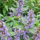 35 Catmint 'Six Hills Giant' seeds(NEPETA PARNASSICA)--Flower seed—plant seeds—-Herb seeds