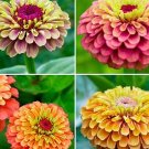 20 Zinnia Elegans Lilliput Mixed Seeds---Flower seeds--Plant seeds--Gardening--Seeds--Gift