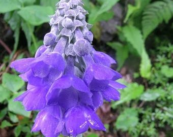 20 Primula Flaccida (Nutans) Seeds---Flower seeds--Plant seeds--Gardening--Seeds--Gift