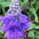 20 Primula Flaccida (Nutans) Seeds---Flower seeds--Plant seeds--Gardening--Seeds--Gift