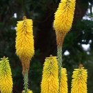 12 KNIPHOFIA CITRINA seeds---Flower seeds—-plant seeds—-Gardening—seeds—gift