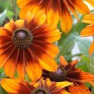 30 RUDBECKIA HIRTA 'Orange Fudge' Seeds---Flower seeds--Plant seeds--Gardening--Seeds--Gift