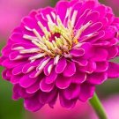 25 Zinnia 'Purple Prince' Seeds---Flower seeds--Plant seeds--Gardening--Seeds--Gift