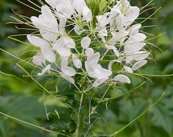 30 Cleome &acirc;��White queen&acirc;�� seeds---Flower seeds--Plant seeds--Gardening--Seeds--Gift