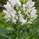 30 Cleome ‘White queen’ seeds---Flower seeds--Plant seeds--Gardening--Seeds--Gift