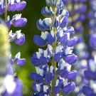 15 Navy blue Lupin 'The Governer' Seeds---Flower seeds--Plant seeds--Gardening--Seeds--Gift