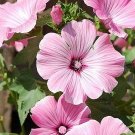 20 Lavatera Trimestris 'Silver Cup' Seeds---Flower seeds--Plant seeds--Gardening--Seeds--Gift
