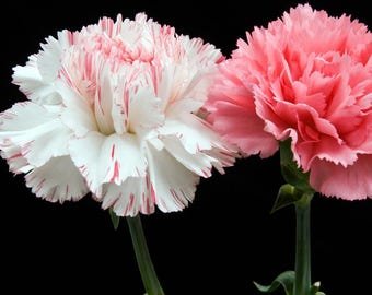 20 Carnation Hardy Border Mixed Seeds---Flower seeds--Plant seeds--Gardening--Seeds--Gift