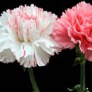 20 Carnation Hardy Border Mixed Seeds---Flower seeds--Plant seeds--Gardening--Seeds--Gift