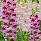 30 Antirrhinum Majus Maximum Mixed Seeds---Flower seeds--Plant seeds--Gardening--Seeds--Gift