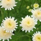 20 Tanacetum Parthenium 'Selma Star' Seeds---Flower seeds--Plant seeds--Gardening--Seeds--Gift