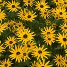 25 Rudbeckia Fulgida Var Sullivantii 'Goldsturm' Seeds---Flower seeds--Plant seeds--Gardening--Seeds