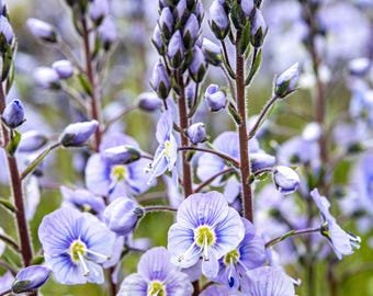 30 Veronica Blue Streak Seeds---Flower seeds--Plant seeds--Gardening--Seeds--Gift