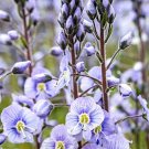 30 Veronica Blue Streak Seeds---Flower seeds--Plant seeds--Gardening--Seeds--Gift