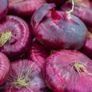 25 Flat Shaped red onion seeds---Onion Rossa di Toscana---Vegetable seeds---Plant seeds---Gardening-