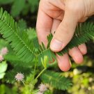 30 Sensitive plant seeds—-Mimosa pudica---Flower seeds--Plant seeds--Gardening--Seeds--Gift