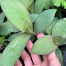 1 x Tradescantia ‘Blue Sue’ fresh cuttings---Houseplant---Plant cuttings