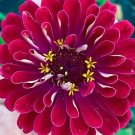 20 Red Cherry Zinnia 'Meteor' Seeds---Flower seeds--Plant seeds--Gardening--Seeds--Gift