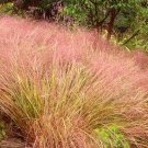 30 Stipa Arundinacea Seeds---Flower seeds--Plant seeds--Gardening--Seeds--Gift