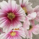 30 COSMOS 'Sensation Daydream' seeds---Flower seeds--Plant seeds--Gardening--Seeds--Gift