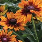 15 RUDBECKIA HIRTA CAPPUCCINO Seeds---Flower seeds--Plant seeds--Gardening--Seeds--Gift