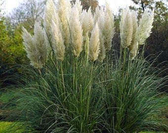 35 White Feather Pampas grass seeds---Ornamental grass seeds--Plant seeds--Gardening--Seeds--Gift