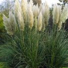 35 White Feather Pampas grass seeds---Ornamental grass seeds--Plant seeds--Gardening--Seeds--Gift