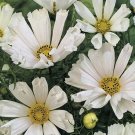 25 COSMOS 'Hummingbird white' seeds---Flower seeds--Plant seeds--Gardening--Seeds--Gift