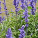 25 Salvia Farinacea 'Victorian Blue' Seeds---Flower seeds--Plant seeds--Gardening--Seeds--Gift