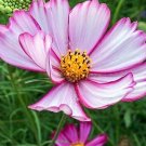 25 COSMOS 'Sensation Picotee' seeds---Flower seeds--Plant seeds--Gardening--Seeds--Gift