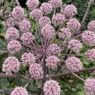 10 Angelica Sylvestris Ebony Seeds---Flower seeds--Plant seeds--Gardening--Seeds--Gift