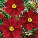 25 COSMOS 'Versailles Tetra' seeds---Flower seeds--Plant seeds--Gardening--Seeds--Gift