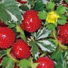 20 Rare Variegated Strawberry (DUCHESNEA 'HARLEQUIN') seeds---Fruit seeds--Plant seeds--Gardening--S
