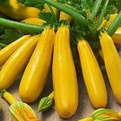15 Courgette Goldrush F1 seeds----vegetable seeds—plant seeds—seeds gift