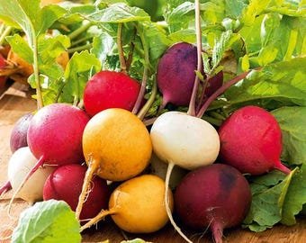 45 Radish Rainbow Mixed seeds---vegetable seeds---gardening---gifts